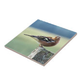 CHAFFINCH TEGELTJE (Zijkant)