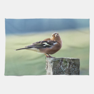 CHAFFINCH THEEDOEK