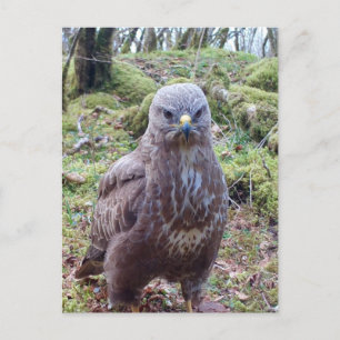 Chagrijnige Buizerd Met Attitude Plattelandswildli Feestdagenkaart