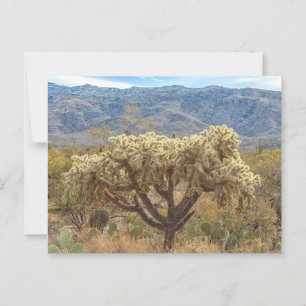 Chained-Fruit Cholla bij Sonoran Desert Briefkaart