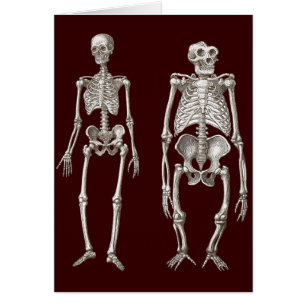 Chaînon manquant - squelettes de l'homme et de