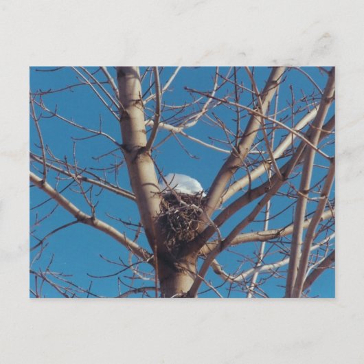 Chalet Treetop - carte postale (Devant)