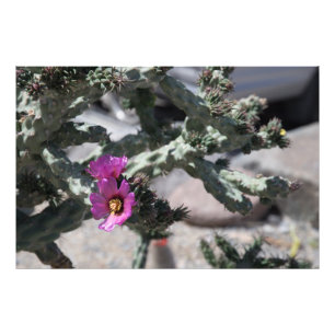 Challa Cactus in bloei Foto Afdruk