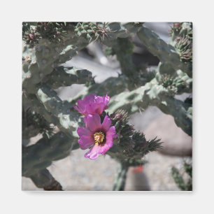 Challa Cactus in bloei Magneet