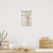 Chamaemelum nobile Allioni, c.1568 Poster (Keuken)