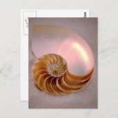 Chambered Nautilus Briefkaart (Voorkant / Achterkant)