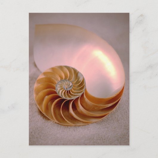 Chambered Nautilus Briefkaart (Voorkant)