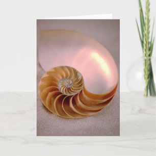 Chambered Nautilus Kaart