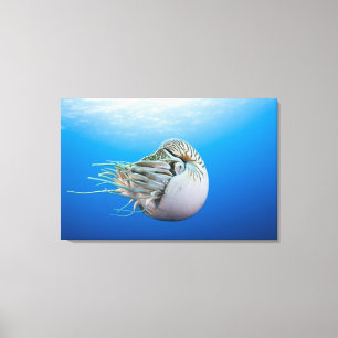 Chambered Nautilus (Nautilus pompilius), Great Bar Canvas Afdruk