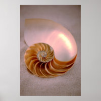 Chambered Nautilus