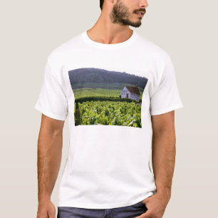 Chambertin Clos de Beze Grand Cru wijngaard met T-shirt