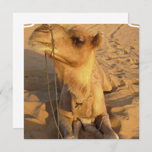 Chameau dans des invitations de désert (Devant / Derrière)