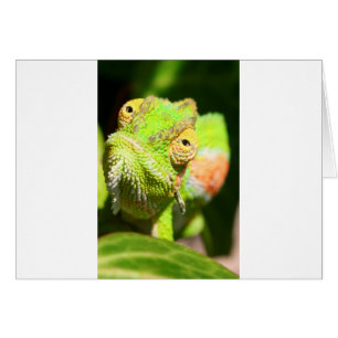 Chameleon