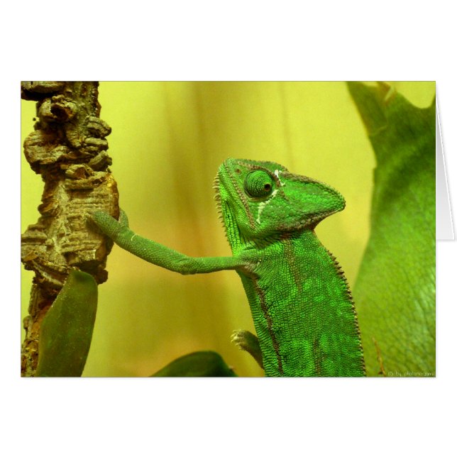 Chameleon (Voorkant Horizontaal)