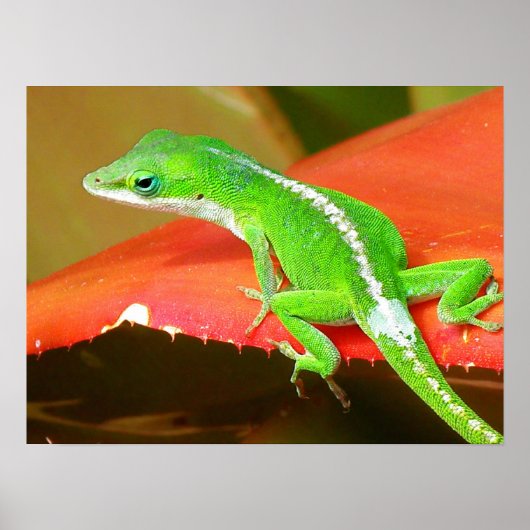 Chameleon 1 poster (Voorkant)