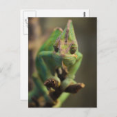 Chameleon Briefkaart (Voorkant / Achterkant)