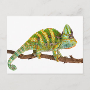 Chameleon Briefkaart