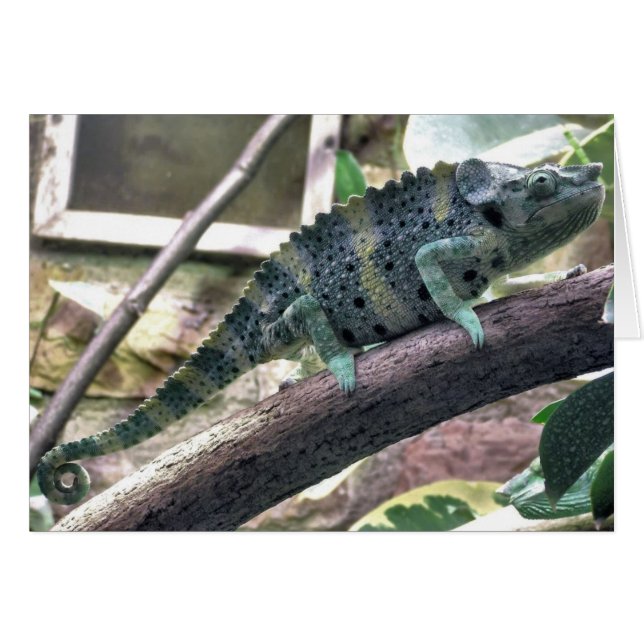 Chameleon - Chamaeleo melleri (Devant horizontal)