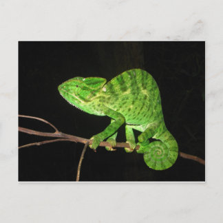 Chameleon (Chamaeleo zeylanicus) Briefkaart