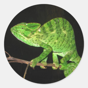Chameleon (Chamaeleo zeylanicus) Ronde Sticker