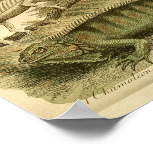 Chameleon Iguana Natural History Print (Hoek)