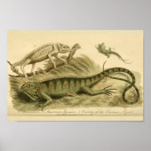  Chameleon Iguana Natural History Print (Voorkant)