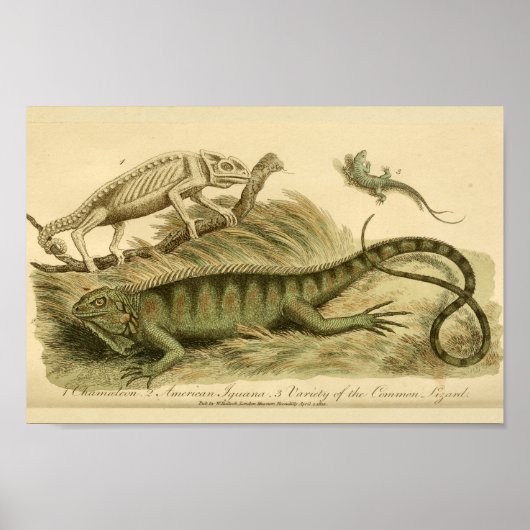  Chameleon Iguana Natural History Print (Voorkant)