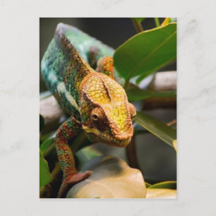 Chameleon komt naar voren briefkaart