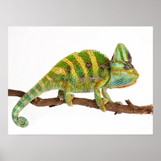 Chameleon Poster (Voorkant)