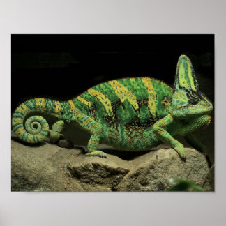 Chameleon Poster op achterzijde