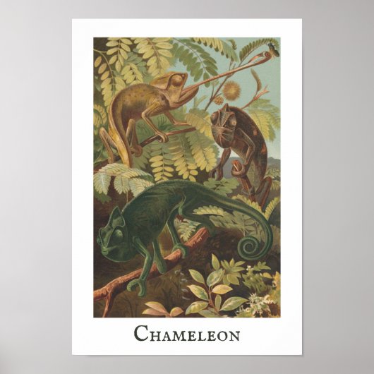 Chameleon Print Poster (Voorkant)
