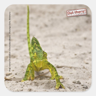 Chameleon Vierkante Sticker