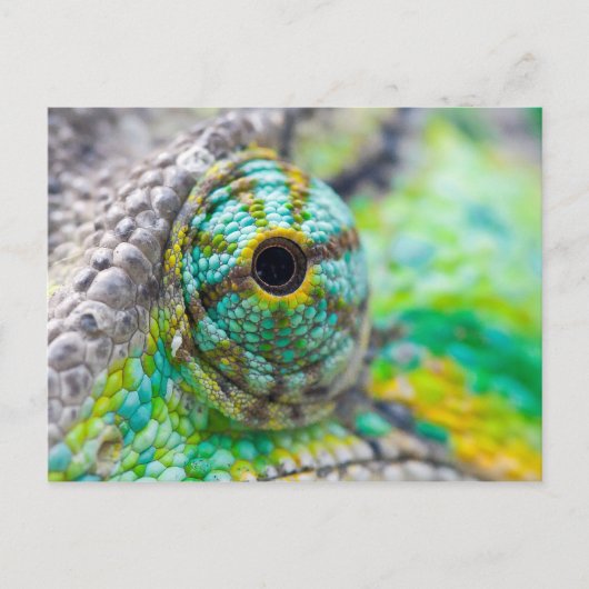 Chameleonoog Briefkaart (Voorkant)