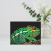 Chameleons Briefkaart (Staand voorkant)