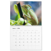 Chameleons Kalender (Mar 2026)