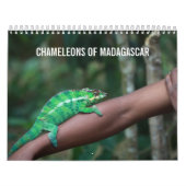 Chameleons of Madagascar Calendar Kalender (Hoes)