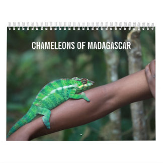 Chameleons of Madagascar Calendar Kalender