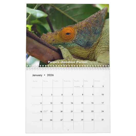 Chameleons of Madagascar Calendar Kalender (Jan 2026)