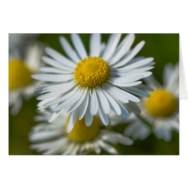 Chamomile bloemen (Voorkant Horizontaal)