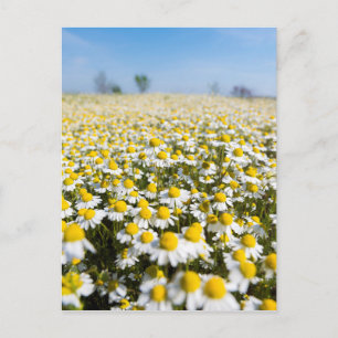 Chamomile Field, Hongarije Briefkaart
