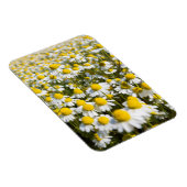 Chamomile Field, Hongarije Magneet (Rechterzijde)