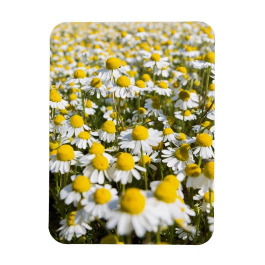 Chamomile Field, Hongarije Magneet (Verticaal)