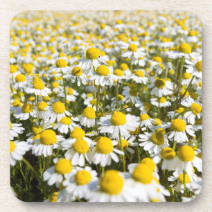 Chamomile Field, Hongarije Onderzetter