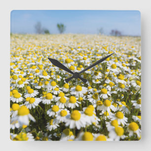 Chamomile Field, Hongarije Vierkante Klok