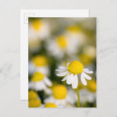 Chamomile flower close-up, Hongarije Briefkaart (Voorkant / Achterkant)