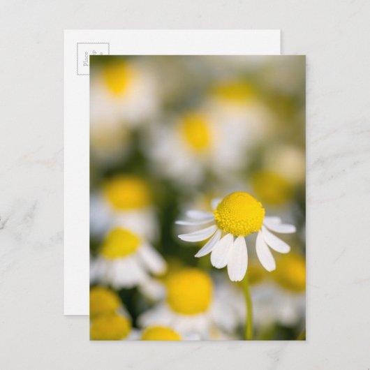 Chamomile flower close-up, Hongarije Briefkaart (Voorkant / Achterkant)