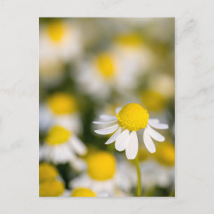 Chamomile flower close-up, Hongarije Briefkaart