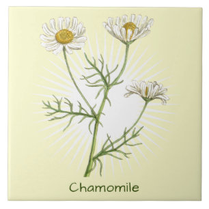  chamomile Herb botanische kunst Tegeltje