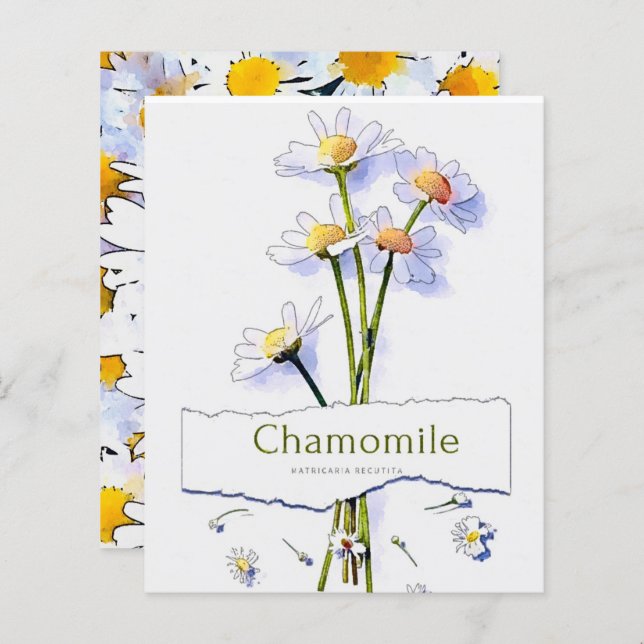 Chamomile  waterverf (Voorkant / Achterkant)