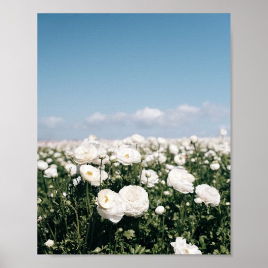 Champ blanc de fleurs - impression d'affiche (Devant)